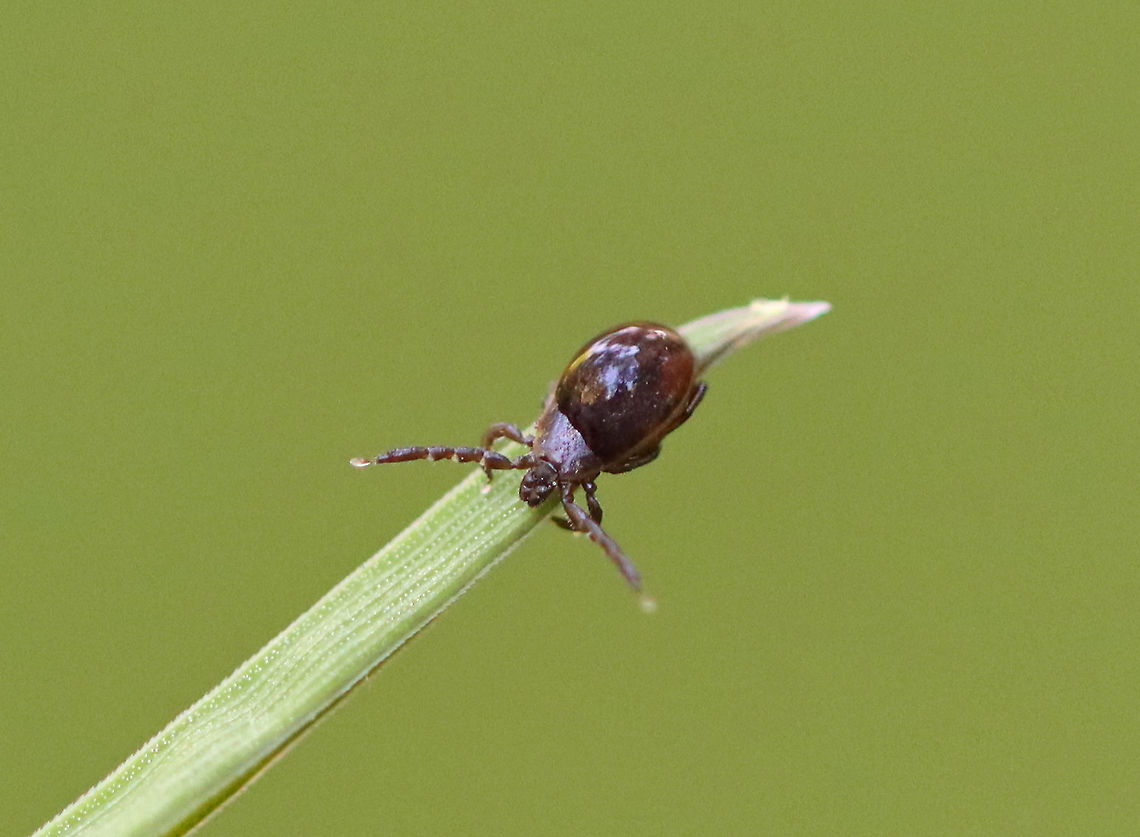 Deer Tick (Male)  - Ixodes scapularis This guy was so tiny that I mistook him for a beetle at first. The drop of water on his scutum and his questing front legs helped create a beetle-like appearance.<br />
<br />
Habitat: Grass along the edge of a small pond Geotagged,Ixodes scapularis,Spring,United States,deer tick,male tick,tick