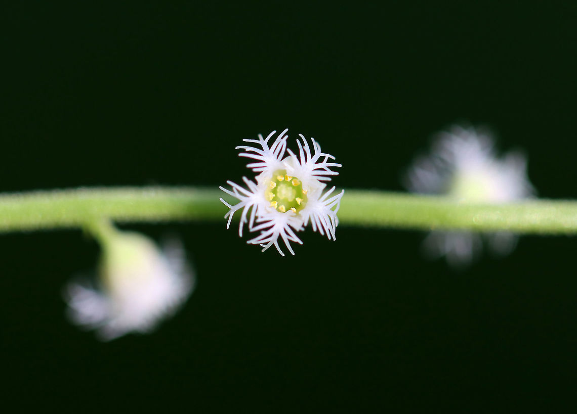 Bishop's Cap - Mitella diphylla Habitat: Forested wetland Bishop's cap,Geotagged,Mitella diphylla,Spring,United States,mitella