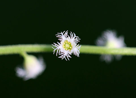 Bishop's Cap - Mitella diphylla Habitat: Forested wetland Bishop's cap,Geotagged,Mitella diphylla,Spring,United States,mitella
