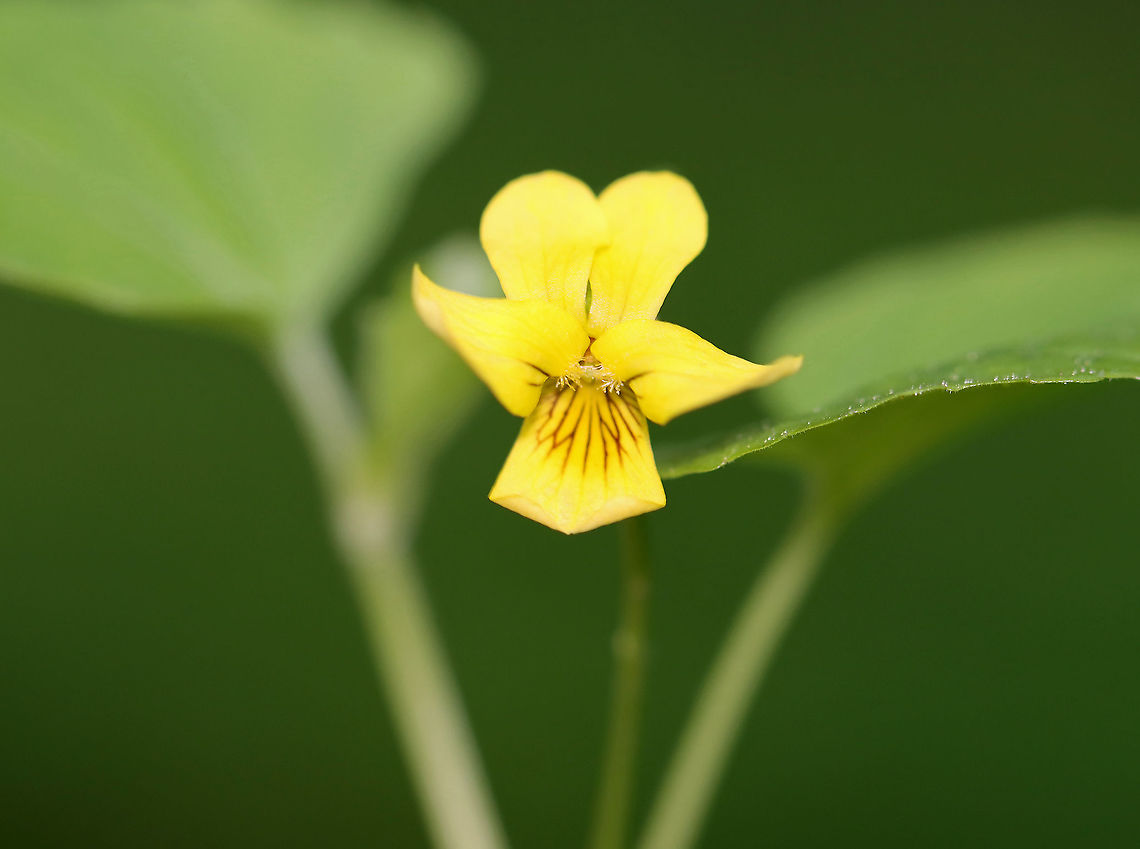 Downy Yellow Violet - Viola pubescens Yellow flowers with 5 petals. The lower petals have dark purple veins. Leaves are large, green, and heart-shaped.<br />
<br />
Habitat: Forested wetland<br />
<figure class="photo"><a href="https://www.jungledragon.com/image/103699/downy_yellow_violet_-_viola_pubescens.html" title="Downy Yellow Violet - Viola pubescens"><img src="https://s3.amazonaws.com/media.jungledragon.com/images/3232/103699_thumb.jpg?AWSAccessKeyId=05GMT0V3GWVNE7GGM1R2&Expires=1759968010&Signature=ZY12XecwejU4msbKzZAqV9A8owI%3D" width="118" height="152" alt="Downy Yellow Violet - Viola pubescens Yellow flowers with 5 petals. The lower petals have dark purple veins. Leaves are large, green, and heart-shaped.<br />
<br />
Habitat: Forested wetland<br />
https://www.jungledragon.com/image/103697/downy_yellow_violet_-_viola_pubescens.html<br />
https://www.jungledragon.com/image/103698/downy_yellow_violet_-_viola_pubescens.html Downy yellow violet,Geotagged,Spring,United States,Viola pubescens" /></a></figure><br />
<figure class="photo"><a href="https://www.jungledragon.com/image/103698/downy_yellow_violet_-_viola_pubescens.html" title="Downy Yellow Violet - Viola pubescens"><img src="https://s3.amazonaws.com/media.jungledragon.com/images/3232/103698_thumb.jpg?AWSAccessKeyId=05GMT0V3GWVNE7GGM1R2&Expires=1759968010&Signature=uBw6MT9227wU9IDCWNWHombzM84%3D" width="130" height="152" alt="Downy Yellow Violet - Viola pubescens Yellow flowers with 5 petals. The lower petals have dark purple veins. Leaves are large, green, and heart-shaped.<br />
<br />
Habitat: Forested wetland<br />
https://www.jungledragon.com/image/103697/downy_yellow_violet_-_viola_pubescens.html<br />
https://www.jungledragon.com/image/103699/downy_yellow_violet_-_viola_pubescens.html Downy yellow violet,Geotagged,Spring,United States,Viola pubescens" /></a></figure> Downy yellow violet,Geotagged,Spring,United States,Viola pubescens,viola,violet