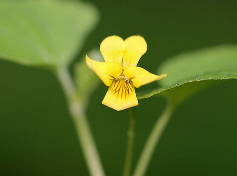 Downy Yellow Violet - Viola pubescens Yellow flowers with 5 petals. The lower petals have dark purple veins. Leaves are large, green, and heart-shaped.

Habitat: Forested wetland
https://www.jungledragon.com/image/103699/downy_yellow_violet_-_viola_pubescens.html
https://www.jungledragon.com/image/103698/downy_yellow_violet_-_viola_pubescens.html Downy yellow violet,Geotagged,Spring,United States,Viola pubescens,viola,violet