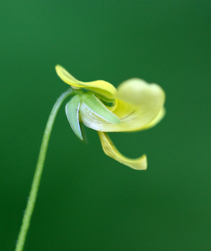 Downy Yellow Violet - Viola pubescens Yellow flowers with 5 petals. The lower petals have dark purple veins. Leaves are large, green, and heart-shaped.<br />
<br />
Habitat: Forested wetland<br />
<figure class="photo"><a href="https://www.jungledragon.com/image/103697/downy_yellow_violet_-_viola_pubescens.html" title="Downy Yellow Violet - Viola pubescens"><img src="https://s3.amazonaws.com/media.jungledragon.com/images/3232/103697_thumb.jpg?AWSAccessKeyId=05GMT0V3GWVNE7GGM1R2&Expires=1759968010&Signature=pncuSgqFtR0eLLYy8n3JRPWIjLs%3D" width="200" height="150" alt="Downy Yellow Violet - Viola pubescens Yellow flowers with 5 petals. The lower petals have dark purple veins. Leaves are large, green, and heart-shaped.<br />
<br />
Habitat: Forested wetland<br />
https://www.jungledragon.com/image/103699/downy_yellow_violet_-_viola_pubescens.html<br />
https://www.jungledragon.com/image/103698/downy_yellow_violet_-_viola_pubescens.html Downy yellow violet,Geotagged,Spring,United States,Viola pubescens,viola,violet" /></a></figure><br />
<figure class="photo"><a href="https://www.jungledragon.com/image/103699/downy_yellow_violet_-_viola_pubescens.html" title="Downy Yellow Violet - Viola pubescens"><img src="https://s3.amazonaws.com/media.jungledragon.com/images/3232/103699_thumb.jpg?AWSAccessKeyId=05GMT0V3GWVNE7GGM1R2&Expires=1759968010&Signature=ZY12XecwejU4msbKzZAqV9A8owI%3D" width="118" height="152" alt="Downy Yellow Violet - Viola pubescens Yellow flowers with 5 petals. The lower petals have dark purple veins. Leaves are large, green, and heart-shaped.<br />
<br />
Habitat: Forested wetland<br />
https://www.jungledragon.com/image/103697/downy_yellow_violet_-_viola_pubescens.html<br />
https://www.jungledragon.com/image/103698/downy_yellow_violet_-_viola_pubescens.html Downy yellow violet,Geotagged,Spring,United States,Viola pubescens" /></a></figure> Downy yellow violet,Geotagged,Spring,United States,Viola pubescens