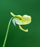 Downy Yellow Violet - Viola pubescens Yellow flowers with 5 petals. The lower petals have dark purple veins. Leaves are large, green, and heart-shaped.<br />
<br />
Habitat: Forested wetland<br />
https://www.jungledragon.com/image/103697/downy_yellow_violet_-_viola_pubescens.html<br />
https://www.jungledragon.com/image/103699/downy_yellow_violet_-_viola_pubescens.html Downy yellow violet,Geotagged,Spring,United States,Viola pubescens