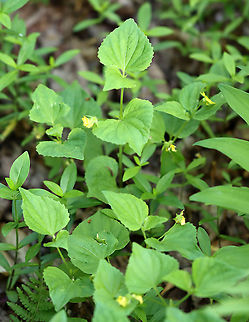 Downy Yellow Violet - Viola pubescens Yellow flowers with 5 petals. The lower petals have dark purple veins. Leaves are large, green, and heart-shaped.

Habitat: Forested wetland
https://www.jungledragon.com/image/103697/downy_yellow_violet_-_viola_pubescens.html
https://www.jungledragon.com/image/103698/downy_yellow_violet_-_viola_pubescens.html Downy yellow violet,Geotagged,Spring,United States,Viola pubescens