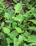 Downy Yellow Violet - Viola pubescens Yellow flowers with 5 petals. The lower petals have dark purple veins. Leaves are large, green, and heart-shaped.<br />
<br />
Habitat: Forested wetland<br />
https://www.jungledragon.com/image/103697/downy_yellow_violet_-_viola_pubescens.html<br />
https://www.jungledragon.com/image/103698/downy_yellow_violet_-_viola_pubescens.html Downy yellow violet,Geotagged,Spring,United States,Viola pubescens