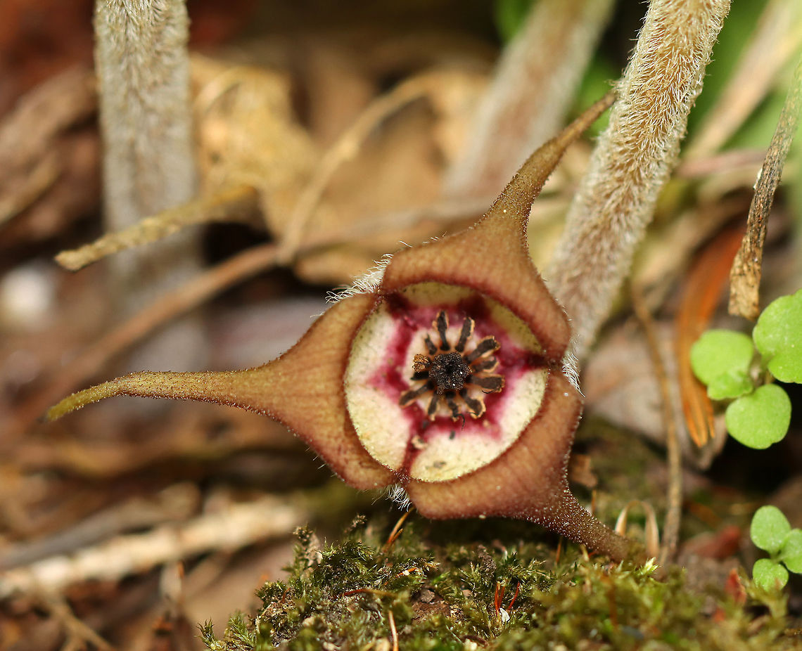 Wild Ginger - Asarum canadense The plants are softly pubescent, especially the leaf petiole and flower. The flowers are located at the base of the plant - lying adjacent to the ground. The flowers are usually reddish, but the ones I found this past spring were brown...maybe because of the dryness.<br />
<br />
The flowers attract small, pollinating flies that emerge from the ground during early spring looking for a thawing carcass to munch on. It&#039;s position on the ground allows it to be readily found by the emerging flies. The color of the flowers are similar to that of decomposing flesh. So, the flies enter the flowers and feast upon the pollen. Some of the pollen attaches to their bodies and is taken with them when they visit the next wild ginger flower.<br />
<br />
Habitat: Moist, rocky forest Asarum,Asarum canadense,Canada wild ginger,Geotagged,Spring,United States