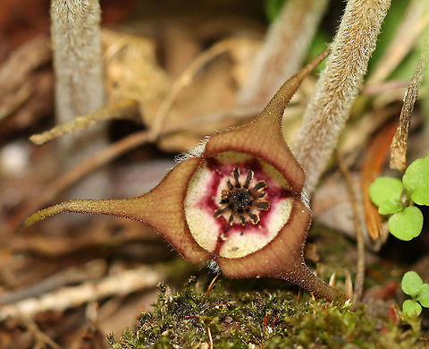 Wild Ginger - Asarum canadense The plants are softly pubescent, especially the leaf petiole and flower. The flowers are located at the base of the plant - lying adjacent to the ground. The flowers are usually reddish, but the ones I found this past spring were brown...maybe because of the dryness.

The flowers attract small, pollinating flies that emerge from the ground during early spring looking for a thawing carcass to munch on. It's position on the ground allows it to be readily found by the emerging flies. The color of the flowers are similar to that of decomposing flesh. So, the flies enter the flowers and feast upon the pollen. Some of the pollen attaches to their bodies and is taken with them when they visit the next wild ginger flower.

Habitat: Moist, rocky forest Asarum,Asarum canadense,Canada wild ginger,Geotagged,Spring,United States