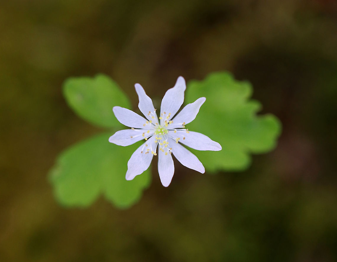 Rue Anemone (Thalictrum thalictroides) Habitat: Streamside in a mixed forest Geotagged,Rue Anemone,Spring,Thalictrum thalictroides,United States