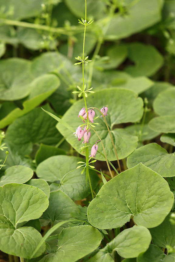 Wild Bleeding Heart - Dicentra eximia Lavender, nodding, heart-shaped flowers located above the foliage on long, leafless, leaning stems. The flower&#039;s inner petals protrude and look like a drop of blood at the bottom of each heart-shaped flower. Leaves are deeply cut and fern-like.<br />
<br />
Habitat: Moist, rocky forest; this lone flower was sticking up among tons of wild ginger.<br />
<br />
**I think this flower may have been the victim of a nectar robber (note the hole on the top left). Nectar robbers take nectar from flowers without pollinating them...Instead, they circumvent the floral opening by cutting a hole in the flower and thus remove nectar without contacting the anthers and/or stigma.<br />
<figure class="photo"><a href="https://www.jungledragon.com/image/103702/wild_bleeding_heart_-_dicentra_eximia.html" title="Wild Bleeding Heart - Dicentra eximia"><img src="https://s3.amazonaws.com/media.jungledragon.com/images/3232/103702_thumb.jpg?AWSAccessKeyId=05GMT0V3GWVNE7GGM1R2&Expires=1767225610&Signature=1tEAJhIvljb9oqDAKLBfndWwDv0%3D" width="124" height="152" alt="Wild Bleeding Heart - Dicentra eximia Lavender, nodding, heart-shaped flowers located above the foliage on long, leafless, leaning stems. The flower&#039;s inner petals protrude and look like a drop of blood at the bottom of each heart-shaped flower. Leaves are deeply cut and fern-like.<br />
<br />
Habitat: Moist, rocky forest<br />
<br />
**I think this flower may have been the victim of a nectar robber (note the hole on the top left). Nectar robbers take nectar from flowers without pollinating them...Instead, they circumvent the floral opening by cutting a hole in the flower and thus remove nectar without contacting the anthers and/or stigma. <br />
https://www.jungledragon.com/image/103703/wild_bleeding_heart_-_dicentra_eximia.html Dicentra,Dicentra eximia,Fringed bleeding-heart,Geotagged,Spring,United States,nectar robber" /></a></figure> Dicentra eximia,Fringed bleeding-heart,Geotagged,Spring,United States