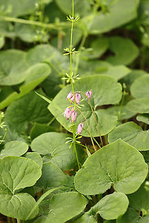 Wild Bleeding Heart - Dicentra eximia Lavender, nodding, heart-shaped flowers located above the foliage on long, leafless, leaning stems. The flower's inner petals protrude and look like a drop of blood at the bottom of each heart-shaped flower. Leaves are deeply cut and fern-like.

Habitat: Moist, rocky forest; this lone flower was sticking up among tons of wild ginger.

**I think this flower may have been the victim of a nectar robber (note the hole on the top left). Nectar robbers take nectar from flowers without pollinating them...Instead, they circumvent the floral opening by cutting a hole in the flower and thus remove nectar without contacting the anthers and/or stigma.
https://www.jungledragon.com/image/103702/wild_bleeding_heart_-_dicentra_eximia.html Dicentra eximia,Fringed bleeding-heart,Geotagged,Spring,United States