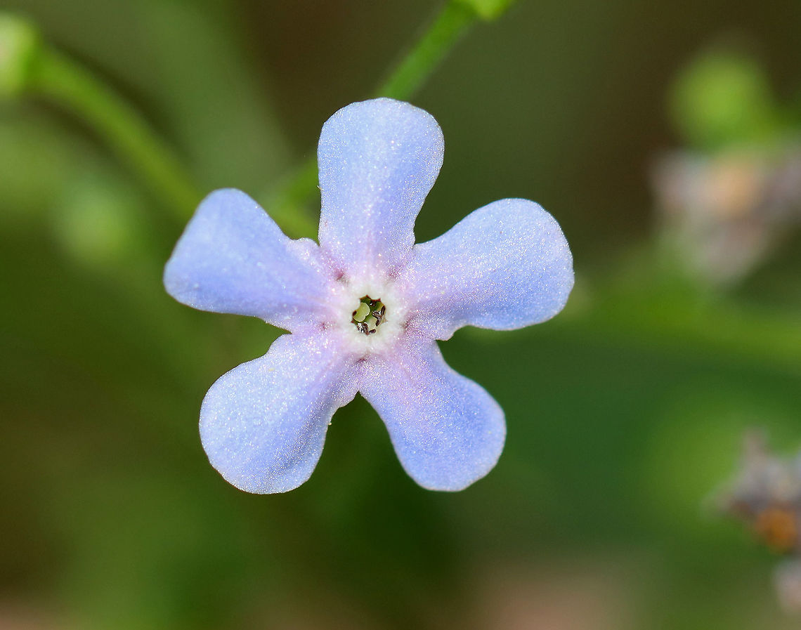 Myosotis sp.? Same plant as seen here, I think: <br />
<figure class="photo"><a href="https://www.jungledragon.com/image/62513/unknown.html" title="Unknown"><img src="https://s3.amazonaws.com/media.jungledragon.com/images/3232/62513_thumb.jpg?AWSAccessKeyId=05GMT0V3GWVNE7GGM1R2&Expires=1769040010&Signature=%2BaANky%2FDTIbs658%2B0rrfTTdtp3A%3D" width="128" height="152" alt="Unknown I have no idea what this is and have been seeking an ID.  Any help would be appreciated. I thought that it might be a plant in the borage family? It was growing along a shady, wooded slope in a mixed forest adjacent to a bog. <br />
<br />
https://www.jungledragon.com/image/62678/unknown.html Geotagged,Spring,United States,flower,wildflower" /></a></figure><br />
<br />
I still don't know what it is. Next year, I'll make it a point to get better photos of the habitat, stem, and leaves.<br />
<br />
Habitat: Moist, rocky forest Geotagged,Spring,United States,myosotis