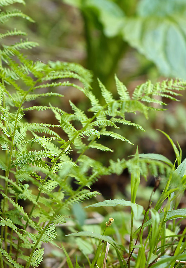 Eastern Marsh Fern - Thelypteris palustris Habitat: Forested wetland Geotagged,Spring,Thelypteris,Thelypteris palustris,United States,fern