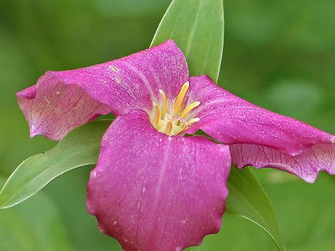 Great White Trillium - Trillium grandiflorum A VERY PINK white trillium! 

White petals with a deep pink blush that sometimes comes with age. The flower arises above a whorl of three, leaf-like bracts. Great White Trillium is a spring ephemeral, whose life cycle is synchronized with the forest in which it lives.

Habitat: Mixed wetland
https://www.jungledragon.com/image/103739/great_white_trillium_-_trillium_grandiflorum.html
https://www.jungledragon.com/image/103738/great_white_trillium_-_trillium_grandiflorum.html Geotagged,Great white trillium,Spring,Trillium grandiflorum,United States,trillium
