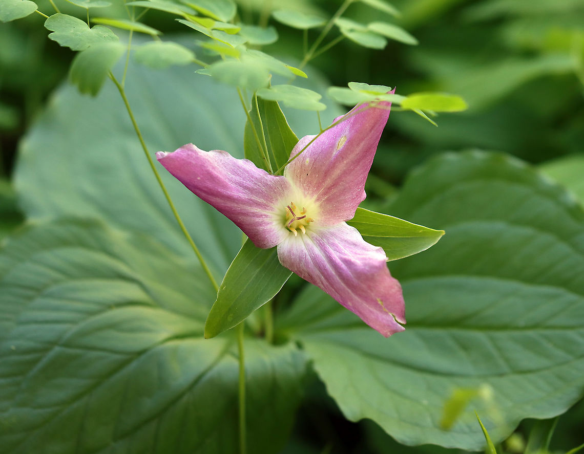 Great White Trillium - Trillium grandiflorum White petals with a deep pink blush that sometimes comes with age. The flower arises above a whorl of three, leaf-like bracts. Great White Trillium is a spring ephemeral, whose life cycle is synchronized with the forest in which it lives.<br />
<br />
Habitat: Mixed wetland<br />
<figure class="photo"><a href="https://www.jungledragon.com/image/103737/great_white_trillium_-_trillium_grandiflorum.html" title="Great White Trillium - Trillium grandiflorum"><img src="https://s3.amazonaws.com/media.jungledragon.com/images/3232/103737_thumb.jpg?AWSAccessKeyId=05GMT0V3GWVNE7GGM1R2&Expires=1763596810&Signature=wfpr7uub1H8Ym0NwOQ8fMlyyxn0%3D" width="200" height="150" alt="Great White Trillium - Trillium grandiflorum A VERY PINK white trillium! <br />
<br />
White petals with a deep pink blush that sometimes comes with age. The flower arises above a whorl of three, leaf-like bracts. Great White Trillium is a spring ephemeral, whose life cycle is synchronized with the forest in which it lives.<br />
<br />
Habitat: Mixed wetland<br />
https://www.jungledragon.com/image/103739/great_white_trillium_-_trillium_grandiflorum.html<br />
https://www.jungledragon.com/image/103738/great_white_trillium_-_trillium_grandiflorum.html Geotagged,Great white trillium,Spring,Trillium grandiflorum,United States,trillium" /></a></figure><br />
<figure class="photo"><a href="https://www.jungledragon.com/image/103739/great_white_trillium_-_trillium_grandiflorum.html" title="Great White Trillium - Trillium grandiflorum"><img src="https://s3.amazonaws.com/media.jungledragon.com/images/3232/103739_thumb.jpg?AWSAccessKeyId=05GMT0V3GWVNE7GGM1R2&Expires=1763596810&Signature=AMwyiNS7YWVE9vQDoHCiYFquPdk%3D" width="138" height="152" alt="Great White Trillium - Trillium grandiflorum A VERY PINK white trillium!<br />
<br />
White petals with a deep pink blush that sometimes comes with age. The flower arises above a whorl of three, leaf-like bracts. Great White Trillium is a spring ephemeral, whose life cycle is synchronized with the forest in which it lives.<br />
<br />
Habitat: Mixed wetland<br />
https://www.jungledragon.com/image/103737/great_white_trillium_-_trillium_grandiflorum.html<br />
https://www.jungledragon.com/image/103738/great_white_trillium_-_trillium_grandiflorum.html Geotagged,Great white trillium,Spring,Trillium grandiflorum,United States" /></a></figure> Geotagged,Great white trillium,Spring,Trillium grandiflorum,United States
