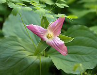 Great White Trillium - Trillium grandiflorum White petals with a deep pink blush that sometimes comes with age. The flower arises above a whorl of three, leaf-like bracts. Great White Trillium is a spring ephemeral, whose life cycle is synchronized with the forest in which it lives.<br />
<br />
Habitat: Mixed wetland<br />
https://www.jungledragon.com/image/103737/great_white_trillium_-_trillium_grandiflorum.html<br />
https://www.jungledragon.com/image/103739/great_white_trillium_-_trillium_grandiflorum.html Geotagged,Great white trillium,Spring,Trillium grandiflorum,United States
