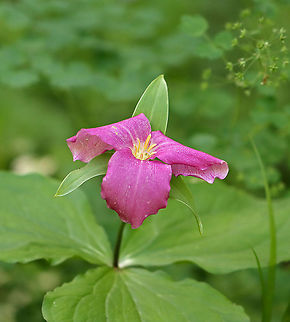 Great White Trillium - Trillium grandiflorum A VERY PINK white trillium!

White petals with a deep pink blush that sometimes comes with age. The flower arises above a whorl of three, leaf-like bracts. Great White Trillium is a spring ephemeral, whose life cycle is synchronized with the forest in which it lives.

Habitat: Mixed wetland
https://www.jungledragon.com/image/103737/great_white_trillium_-_trillium_grandiflorum.html
https://www.jungledragon.com/image/103738/great_white_trillium_-_trillium_grandiflorum.html Geotagged,Great white trillium,Spring,Trillium grandiflorum,United States
