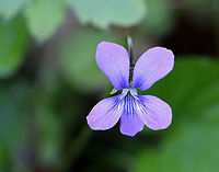 Violet - Viola sp. *I'm not sure which species this is<br />
<br />
Habitat: Forested wetland/bog edge<br />
https://www.jungledragon.com/image/103742/violet_-_viola_sp.html<br />
https://www.jungledragon.com/image/103741/violet_-_viola_sp.html Geotagged,Spring,United States,viola,violet