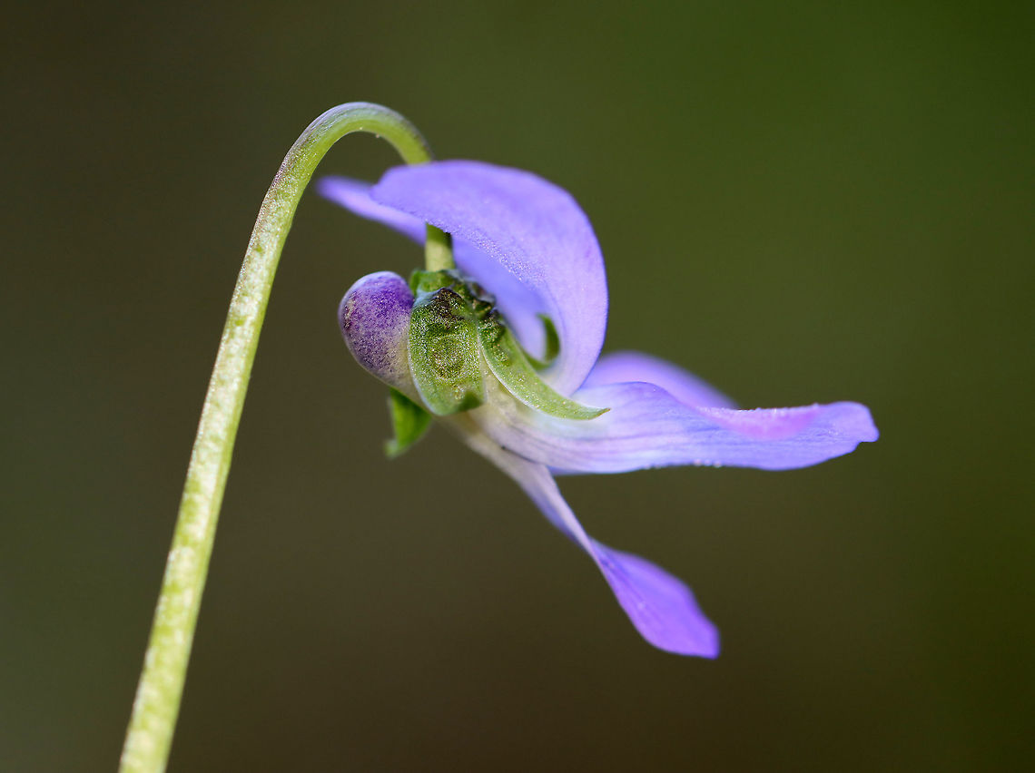 Violet - Viola sp. *I'm not sure which species this is<br />
<br />
Habitat: Forested wetland/bog edge<br />
<figure class="photo"><a href="https://www.jungledragon.com/image/103740/violet_-_viola_sp.html" title="Violet - Viola sp."><img src="https://s3.amazonaws.com/media.jungledragon.com/images/3232/103740_thumb.jpg?AWSAccessKeyId=05GMT0V3GWVNE7GGM1R2&Expires=1769040010&Signature=O4nbR3ZUMs6rPbKNmAQERYFxe0w%3D" width="200" height="158" alt="Violet - Viola sp. *I'm not sure which species this is<br />
<br />
Habitat: Forested wetland/bog edge<br />
https://www.jungledragon.com/image/103742/violet_-_viola_sp.html<br />
https://www.jungledragon.com/image/103741/violet_-_viola_sp.html Geotagged,Spring,United States,viola,violet" /></a></figure><br />
<figure class="photo"><a href="https://www.jungledragon.com/image/103742/violet_-_viola_sp.html" title="Violet - Viola sp."><img src="https://s3.amazonaws.com/media.jungledragon.com/images/3232/103742_thumb.jpg?AWSAccessKeyId=05GMT0V3GWVNE7GGM1R2&Expires=1769040010&Signature=peKyAH5aOmqUq8oZipEb9Dp5Nf4%3D" width="200" height="140" alt="Violet - Viola sp. *I'm not sure which species this is<br />
<br />
Habitat: Forested wetland/bog edge<br />
https://www.jungledragon.com/image/103740/violet_-_viola_sp.html<br />
https://www.jungledragon.com/image/103741/violet_-_viola_sp.html Geotagged,Spring,United States" /></a></figure> Geotagged,Spring,United States