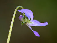 Violet - Viola sp. *I'm not sure which species this is<br />
<br />
Habitat: Forested wetland/bog edge<br />
https://www.jungledragon.com/image/103740/violet_-_viola_sp.html<br />
https://www.jungledragon.com/image/103742/violet_-_viola_sp.html Geotagged,Spring,United States