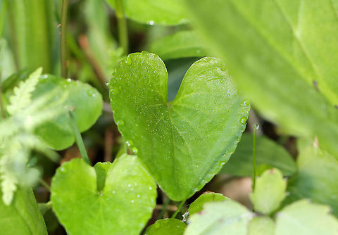 Violet - Viola sp. *I'm not sure which species this is

Habitat: Forested wetland/bog edge
https://www.jungledragon.com/image/103740/violet_-_viola_sp.html
https://www.jungledragon.com/image/103741/violet_-_viola_sp.html Geotagged,Spring,United States