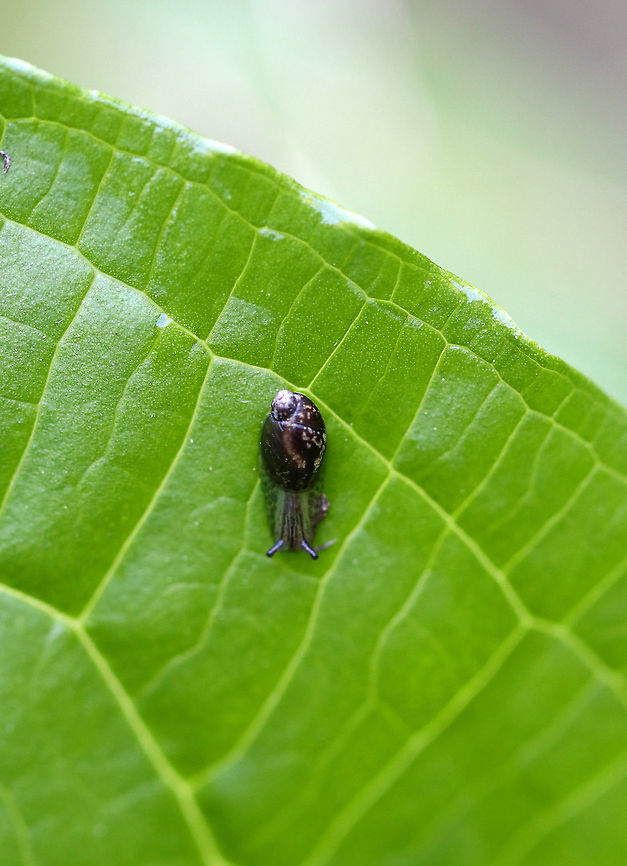Snail - Gastropoda Habitat: Spotted in a bog. Gastropoda,Geotagged,Spring,United States,snail