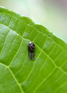Snail - Gastropoda Habitat: Spotted in a bog. Gastropoda,Geotagged,Spring,United States,snail