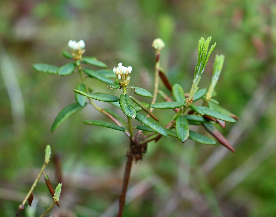 Rhododendron groenlandicum Habitat: Bog Bog Labrador tea,Geotagged,Rhododendron groenlandicum,Spring,United States