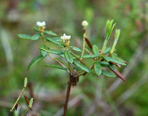 Rhododendron groenlandicum Habitat: Bog Bog Labrador tea,Geotagged,Rhododendron groenlandicum,Spring,United States