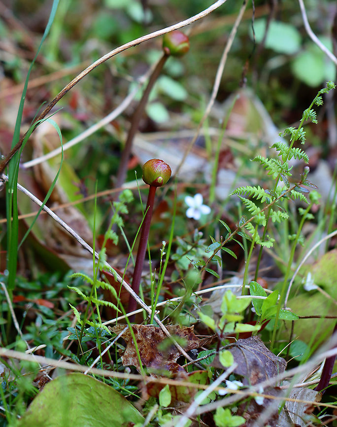 Purple Pitcher Plant - Sarracenia purpurea ID is for the round bud on the red stem.<br />
<br />
Habitat: Bog Geotagged,Purple pitcher plant,Sarracenia,Sarracenia purpurea,Spring,United States