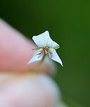 White Violet - Viola macloskeyi Still in the process of opening up.<br />
<br />
Habitat: Bog<br />
https://www.jungledragon.com/image/103879/white_violet_-_viola_macloskeyi.html<br />
https://www.jungledragon.com/image/103878/white_violet_-_viola_macloskeyi.html<br />
https://www.jungledragon.com/image/103877/white_violet_-_viola_macloskeyi.html Geotagged,Spring,United States,Viola  macloskeyi,Viola macloskeyi,viola,violet