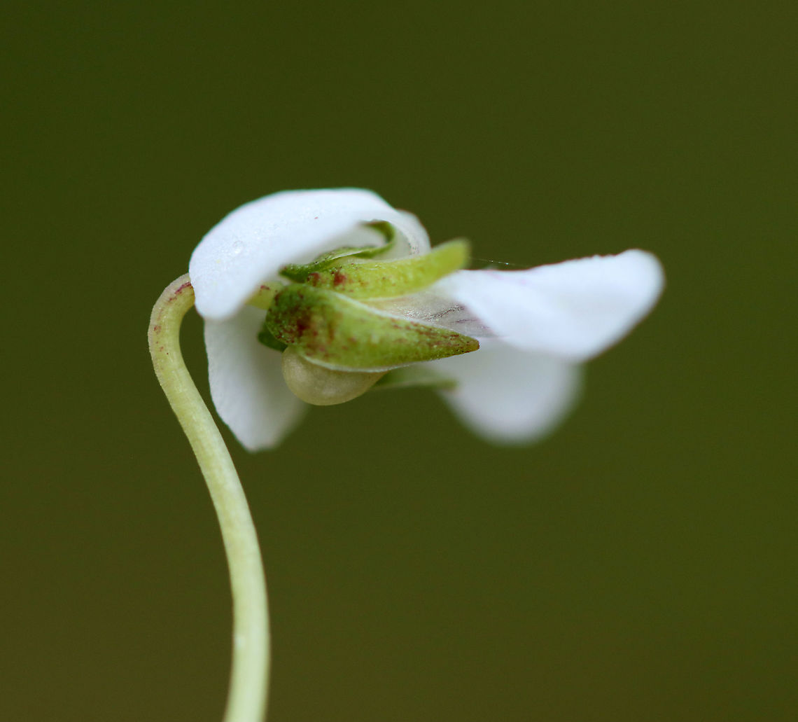 White Violet - Viola macloskeyi Still in the process of opening up.<br />
<br />
Habitat: Bog<br />
<figure class="photo"><a href="https://www.jungledragon.com/image/103878/white_violet_-_viola_macloskeyi.html" title="White Violet - Viola macloskeyi"><img src="https://s3.amazonaws.com/media.jungledragon.com/images/3232/103878_thumb.jpg?AWSAccessKeyId=05GMT0V3GWVNE7GGM1R2&Expires=1769040010&Signature=V9hHZc5SuHjeDsP8hzgD8JG5wxo%3D" width="200" height="144" alt="White Violet - Viola macloskeyi Still in the process of opening up.<br />
<br />
Habitat: Bog<br />
https://www.jungledragon.com/image/103876/white_violet_-_viola_macloskeyi.html<br />
https://www.jungledragon.com/image/103879/white_violet_-_viola_macloskeyi.html<br />
https://www.jungledragon.com/image/103877/white_violet_-_viola_macloskeyi.html Geotagged,Spring,United States,Viola  macloskeyi,Viola macloskeyi" /></a></figure><br />
<figure class="photo"><a href="https://www.jungledragon.com/image/103879/white_violet_-_viola_macloskeyi.html" title="White Violet - Viola macloskeyi"><img src="https://s3.amazonaws.com/media.jungledragon.com/images/3232/103879_thumb.jpg?AWSAccessKeyId=05GMT0V3GWVNE7GGM1R2&Expires=1769040010&Signature=%2BgHPPaBZ%2BJnsYzyoEPLqF%2F8Db8c%3D" width="200" height="134" alt="White Violet - Viola macloskeyi Still in the process of opening up.<br />
<br />
Habitat: Bog<br />
https://www.jungledragon.com/image/103876/white_violet_-_viola_macloskeyi.html<br />
https://www.jungledragon.com/image/103878/white_violet_-_viola_macloskeyi.html<br />
https://www.jungledragon.com/image/103877/white_violet_-_viola_macloskeyi.html Geotagged,Spring,United States,Viola  macloskeyi,Viola macloskeyi" /></a></figure><br />
<figure class="photo"><a href="https://www.jungledragon.com/image/103876/white_violet_-_viola_macloskeyi.html" title="White Violet - Viola macloskeyi"><img src="https://s3.amazonaws.com/media.jungledragon.com/images/3232/103876_thumb.jpg?AWSAccessKeyId=05GMT0V3GWVNE7GGM1R2&Expires=1769040010&Signature=6leOjC4qpebcJ1nxwMFt5tKMKno%3D" width="128" height="152" alt="White Violet - Viola macloskeyi Still in the process of opening up.<br />
<br />
Habitat: Bog<br />
https://www.jungledragon.com/image/103879/white_violet_-_viola_macloskeyi.html<br />
https://www.jungledragon.com/image/103878/white_violet_-_viola_macloskeyi.html<br />
https://www.jungledragon.com/image/103877/white_violet_-_viola_macloskeyi.html Geotagged,Spring,United States,Viola  macloskeyi,Viola macloskeyi,viola,violet" /></a></figure> Geotagged,Spring,United States,Viola  macloskeyi,Viola macloskeyi