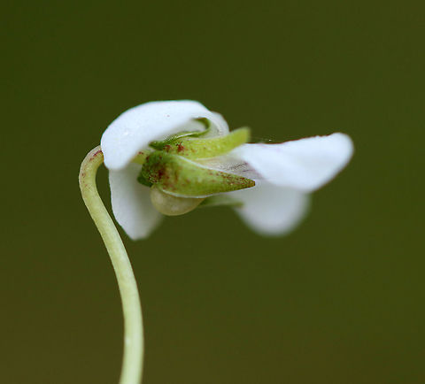 White Violet - Viola macloskeyi Still in the process of opening up.

Habitat: Bog
https://www.jungledragon.com/image/103878/white_violet_-_viola_macloskeyi.html
https://www.jungledragon.com/image/103879/white_violet_-_viola_macloskeyi.html
https://www.jungledragon.com/image/103876/white_violet_-_viola_macloskeyi.html Geotagged,Spring,United States,Viola  macloskeyi,Viola macloskeyi