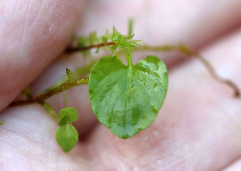 White Violet - Viola macloskeyi Still in the process of opening up.

Habitat: Bog
https://www.jungledragon.com/image/103876/white_violet_-_viola_macloskeyi.html
https://www.jungledragon.com/image/103879/white_violet_-_viola_macloskeyi.html
https://www.jungledragon.com/image/103877/white_violet_-_viola_macloskeyi.html Geotagged,Spring,United States,Viola  macloskeyi,Viola macloskeyi