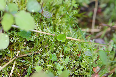 White Violet - Viola macloskeyi Still in the process of opening up.

Habitat: Bog
https://www.jungledragon.com/image/103876/white_violet_-_viola_macloskeyi.html
https://www.jungledragon.com/image/103878/white_violet_-_viola_macloskeyi.html
https://www.jungledragon.com/image/103877/white_violet_-_viola_macloskeyi.html Geotagged,Spring,United States,Viola  macloskeyi,Viola macloskeyi
