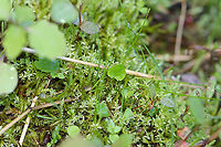 White Violet - Viola macloskeyi Still in the process of opening up.<br />
<br />
Habitat: Bog<br />
https://www.jungledragon.com/image/103876/white_violet_-_viola_macloskeyi.html<br />
https://www.jungledragon.com/image/103878/white_violet_-_viola_macloskeyi.html<br />
https://www.jungledragon.com/image/103877/white_violet_-_viola_macloskeyi.html Geotagged,Spring,United States,Viola  macloskeyi,Viola macloskeyi