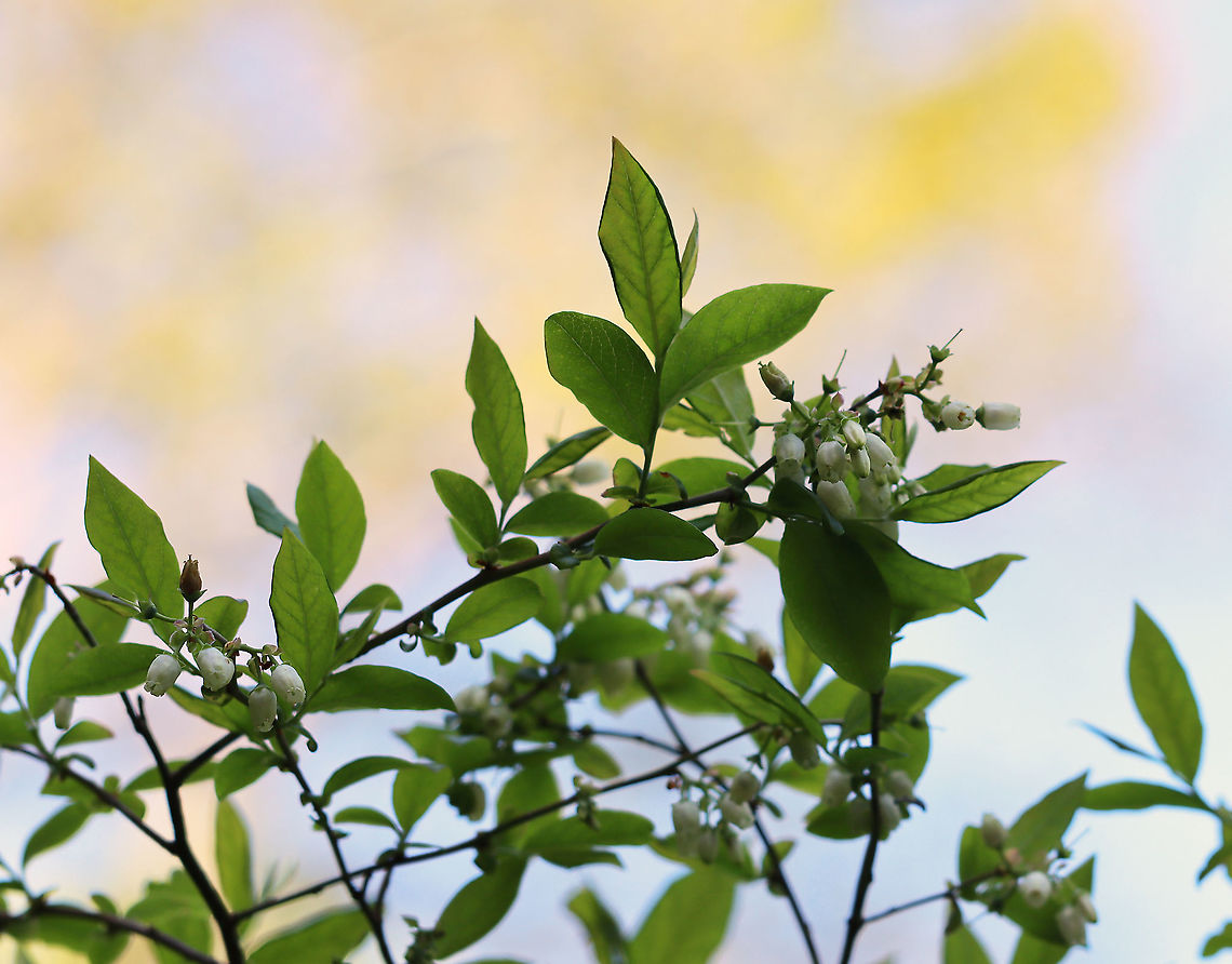 Black Highbush Blueberry - Vaccinium fuscatum It is distinguished from other highbush blueberries by the hairs and dingy color of the undersides of the leaves. Also, the fruit lack a white (glaucous) coating.  <br />
<br />
Habitat: Bog Geotagged,Spring,United States,Vaccinium,Vaccinium fuscatum,black highbush blueberry,blueberry