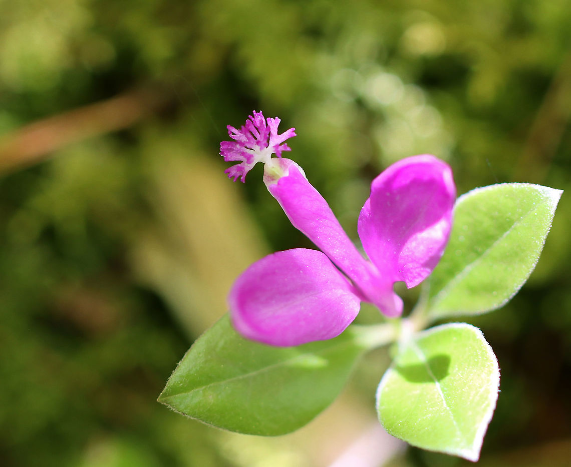 Fringed Polygala - Polygaloides paucifolia Habitat: Bog/mixed forest edge Fringed polygala,Geotagged,Polygala,Polygala paucifolia,Polygaloides paucifolia,Spring,United States,gaywings