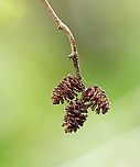 Alder - Alnus incana ssp. rugosa Habitat: Growing in a bog in a mixed forest<br />
https://www.jungledragon.com/image/103907/alder_-_alnus_incana_ssp._rugosa.html<br />
https://www.jungledragon.com/image/103906/alder_-_alnus_incana_ssp._rugosa.html Alnus,Alnus incana,Alnus incana ssp. rugosa,Geotagged,Grey alder,Spring,United States
