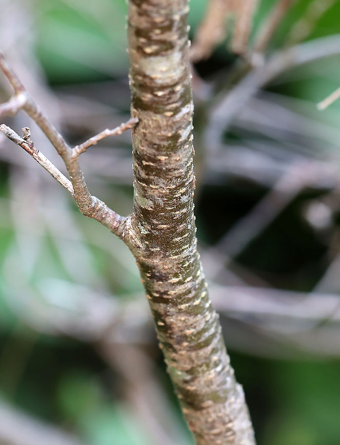 Alder - Alnus incana ssp. rugosa Habitat: Growing in a bog in a mixed forest<br />
<figure class="photo"><a href="https://www.jungledragon.com/image/103907/alder_-_alnus_incana_ssp._rugosa.html" title="Alder - Alnus incana ssp. rugosa"><img src="https://s3.amazonaws.com/media.jungledragon.com/images/3232/103907_thumb.jpg?AWSAccessKeyId=05GMT0V3GWVNE7GGM1R2&Expires=1767225610&Signature=rRWRqXRcsTGcAc3yKC%2BUdheGjQY%3D" width="200" height="134" alt="Alder - Alnus incana ssp. rugosa Habitat: Growing in a bog in a mixed forest<br />
https://www.jungledragon.com/image/103906/alder_-_alnus_incana_ssp._rugosa.html<br />
https://www.jungledragon.com/image/103905/alder_-_alnus_incana_ssp._rugosa.html Alnus incana,Geotagged,Grey alder,Spring,United States" /></a></figure><br />
<figure class="photo"><a href="https://www.jungledragon.com/image/103905/alder_-_alnus_incana_ssp._rugosa.html" title="Alder - Alnus incana ssp. rugosa"><img src="https://s3.amazonaws.com/media.jungledragon.com/images/3232/103905_thumb.jpg?AWSAccessKeyId=05GMT0V3GWVNE7GGM1R2&Expires=1767225610&Signature=tAjkViBsUaiife%2BIE8%2FZ7p%2BXFyM%3D" width="128" height="152" alt="Alder - Alnus incana ssp. rugosa Habitat: Growing in a bog in a mixed forest<br />
https://www.jungledragon.com/image/103907/alder_-_alnus_incana_ssp._rugosa.html<br />
https://www.jungledragon.com/image/103906/alder_-_alnus_incana_ssp._rugosa.html Alnus,Alnus incana,Alnus incana ssp. rugosa,Geotagged,Grey alder,Spring,United States" /></a></figure> Alnus incana,Geotagged,Grey alder,Spring,United States