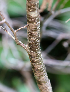 Alder - Alnus incana ssp. rugosa Habitat: Growing in a bog in a mixed forest
https://www.jungledragon.com/image/103907/alder_-_alnus_incana_ssp._rugosa.html
https://www.jungledragon.com/image/103905/alder_-_alnus_incana_ssp._rugosa.html Alnus incana,Geotagged,Grey alder,Spring,United States