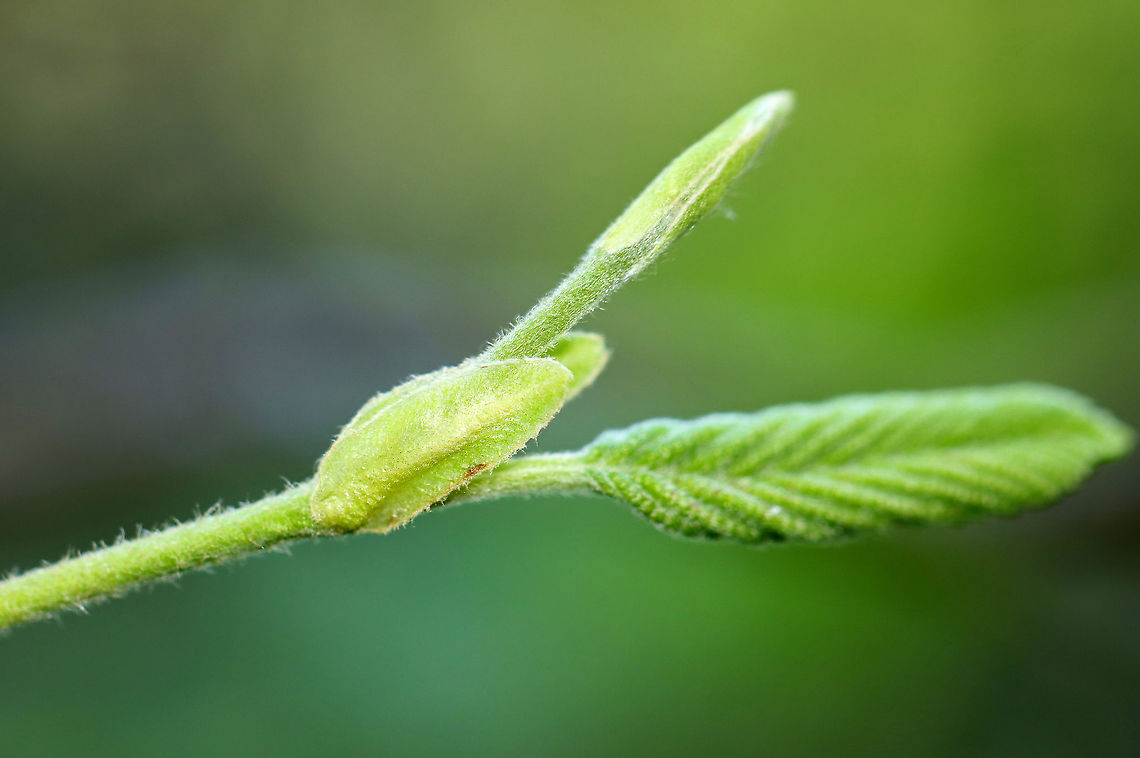 Alder - Alnus incana ssp. rugosa Habitat: Growing in a bog in a mixed forest<br />
<figure class="photo"><a href="https://www.jungledragon.com/image/103906/alder_-_alnus_incana_ssp._rugosa.html" title="Alder - Alnus incana ssp. rugosa"><img src="https://s3.amazonaws.com/media.jungledragon.com/images/3232/103906_thumb.jpg?AWSAccessKeyId=05GMT0V3GWVNE7GGM1R2&Expires=1767225610&Signature=Wggd3k7wrWYcIWgOhegPi7Vovz0%3D" width="118" height="152" alt="Alder - Alnus incana ssp. rugosa Habitat: Growing in a bog in a mixed forest<br />
https://www.jungledragon.com/image/103907/alder_-_alnus_incana_ssp._rugosa.html<br />
https://www.jungledragon.com/image/103905/alder_-_alnus_incana_ssp._rugosa.html Alnus incana,Geotagged,Grey alder,Spring,United States" /></a></figure><br />
<figure class="photo"><a href="https://www.jungledragon.com/image/103905/alder_-_alnus_incana_ssp._rugosa.html" title="Alder - Alnus incana ssp. rugosa"><img src="https://s3.amazonaws.com/media.jungledragon.com/images/3232/103905_thumb.jpg?AWSAccessKeyId=05GMT0V3GWVNE7GGM1R2&Expires=1767225610&Signature=tAjkViBsUaiife%2BIE8%2FZ7p%2BXFyM%3D" width="128" height="152" alt="Alder - Alnus incana ssp. rugosa Habitat: Growing in a bog in a mixed forest<br />
https://www.jungledragon.com/image/103907/alder_-_alnus_incana_ssp._rugosa.html<br />
https://www.jungledragon.com/image/103906/alder_-_alnus_incana_ssp._rugosa.html Alnus,Alnus incana,Alnus incana ssp. rugosa,Geotagged,Grey alder,Spring,United States" /></a></figure> Alnus incana,Geotagged,Grey alder,Spring,United States