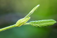 Alder - Alnus incana ssp. rugosa Habitat: Growing in a bog in a mixed forest<br />
https://www.jungledragon.com/image/103906/alder_-_alnus_incana_ssp._rugosa.html<br />
https://www.jungledragon.com/image/103905/alder_-_alnus_incana_ssp._rugosa.html Alnus incana,Geotagged,Grey alder,Spring,United States