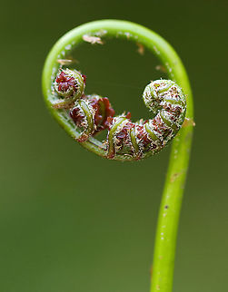 Fern - Class Polypodiopsida Ferns are vascular plants and differ from seed plants (gymnosperms and angiosperms) in that they reproduce by spores. Ferns also lack flowers and seeds.

Habitat: Wet, rocky, deciduous forest Geotagged,Polypodiopsida,Spring,United States,fern,fiddlehead