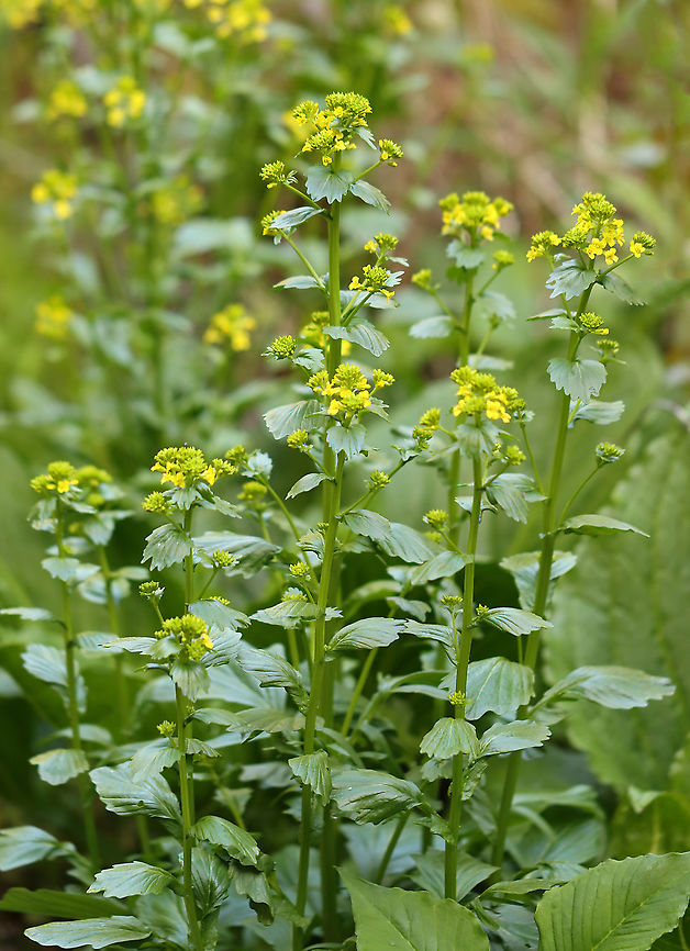 Rocketcress - Barbarea vulgaris Habitat: Wetland<br />
<figure class="photo"><a href="https://www.jungledragon.com/image/103912/rocketcress_-_barbarea_vulgaris.html" title="Rocketcress - Barbarea vulgaris"><img src="https://s3.amazonaws.com/media.jungledragon.com/images/3232/103912_thumb.jpg?AWSAccessKeyId=05GMT0V3GWVNE7GGM1R2&Expires=1769040010&Signature=fypniqvZndPllrQL5wk%2BpM7qWZI%3D" width="128" height="152" alt="Rocketcress - Barbarea vulgaris Habitat: Wetland<br />
https://www.jungledragon.com/image/103913/rocketcress_-_barbarea_vulgaris.html<br />
https://www.jungledragon.com/image/103911/rocketcress_-_barbarea_vulgaris.html Barbarea vulgaris,Geotagged,Spring,United States" /></a></figure><br />
<figure class="photo"><a href="https://www.jungledragon.com/image/103913/rocketcress_-_barbarea_vulgaris.html" title="Rocketcress - Barbarea vulgaris"><img src="https://s3.amazonaws.com/media.jungledragon.com/images/3232/103913_thumb.jpg?AWSAccessKeyId=05GMT0V3GWVNE7GGM1R2&Expires=1769040010&Signature=UiQbFVEs1X4K2kv5k3gblOTn8JM%3D" width="200" height="154" alt="Rocketcress - Barbarea vulgaris Habitat: Wetland<br />
https://www.jungledragon.com/image/103911/rocketcress_-_barbarea_vulgaris.html<br />
https://www.jungledragon.com/image/103912/rocketcress_-_barbarea_vulgaris.html Barbarea vulgaris,Geotagged,Spring,United States" /></a></figure> Barbarea,Barbarea vulgaris,Geotagged,Rocketcress,Spring,United States