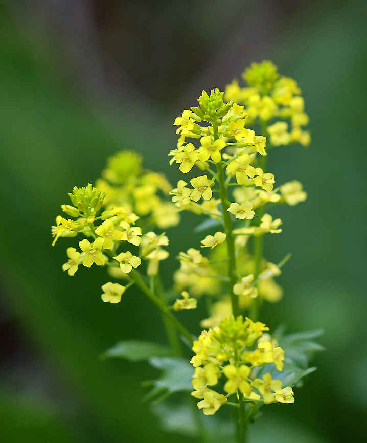 Rocketcress - Barbarea vulgaris Habitat: Wetland<br />
<figure class="photo"><a href="https://www.jungledragon.com/image/103913/rocketcress_-_barbarea_vulgaris.html" title="Rocketcress - Barbarea vulgaris"><img src="https://s3.amazonaws.com/media.jungledragon.com/images/3232/103913_thumb.jpg?AWSAccessKeyId=05GMT0V3GWVNE7GGM1R2&Expires=1769040010&Signature=UiQbFVEs1X4K2kv5k3gblOTn8JM%3D" width="200" height="154" alt="Rocketcress - Barbarea vulgaris Habitat: Wetland<br />
https://www.jungledragon.com/image/103911/rocketcress_-_barbarea_vulgaris.html<br />
https://www.jungledragon.com/image/103912/rocketcress_-_barbarea_vulgaris.html Barbarea vulgaris,Geotagged,Spring,United States" /></a></figure><br />
<figure class="photo"><a href="https://www.jungledragon.com/image/103911/rocketcress_-_barbarea_vulgaris.html" title="Rocketcress - Barbarea vulgaris"><img src="https://s3.amazonaws.com/media.jungledragon.com/images/3232/103911_thumb.jpg?AWSAccessKeyId=05GMT0V3GWVNE7GGM1R2&Expires=1769040010&Signature=sf%2BWzA6wN1yLhmrvx6E2BNYhGAo%3D" width="112" height="152" alt="Rocketcress - Barbarea vulgaris Habitat: Wetland<br />
https://www.jungledragon.com/image/103912/rocketcress_-_barbarea_vulgaris.html<br />
https://www.jungledragon.com/image/103913/rocketcress_-_barbarea_vulgaris.html Barbarea,Barbarea vulgaris,Geotagged,Rocketcress,Spring,United States" /></a></figure> Barbarea vulgaris,Geotagged,Spring,United States