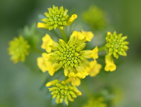 Rocketcress - Barbarea vulgaris Habitat: Wetland
https://www.jungledragon.com/image/103911/rocketcress_-_barbarea_vulgaris.html
https://www.jungledragon.com/image/103912/rocketcress_-_barbarea_vulgaris.html Barbarea vulgaris,Geotagged,Spring,United States