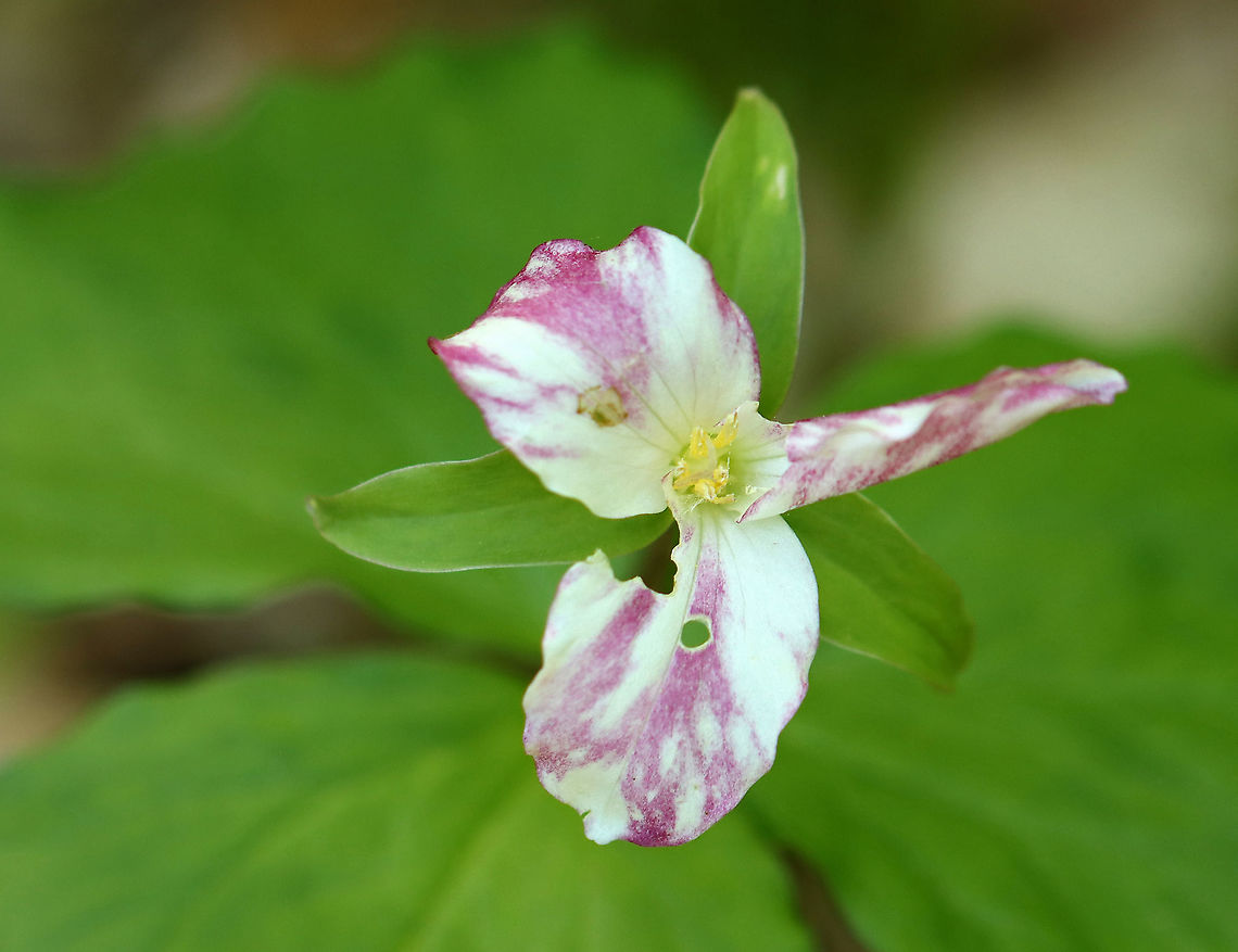 Great White Trillium - Trillium grandiflorum Another pink 'white trillium'! I didn't realize just how many I saw this past spring!<br />
<br />
Habitat: Forested wetland Geotagged,Great white trillium,Spring,Trillium grandiflorum,United States,trillium