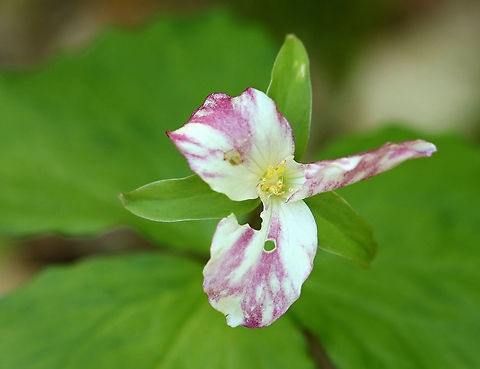 Great White Trillium - Trillium grandiflorum Another pink 'white trillium'! I didn't realize just how many I saw this past spring!

Habitat: Forested wetland Geotagged,Great white trillium,Spring,Trillium grandiflorum,United States,trillium