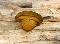 Late Oysters - Sarcomyxa serotina These mushrooms had brownish, snarky green caps with yellow gills. The caps were about 2 cm wide, and they were somewhat cupcake-shaped. The gills were attached.<br />
<br />
Habitat: I found a bunch of these little babies on yellow birch (Betula alleghaniensis) logs in a deciduous forest.<br />
https://www.jungledragon.com/image/103963/late_oysters_-_sarcomyxa_serotina.html<br />
https://www.jungledragon.com/image/103962/late_oysters_-_sarcomyxa_serotina.html Fall,Geotagged,Late oyster,Sarcomyxa serotina,United States