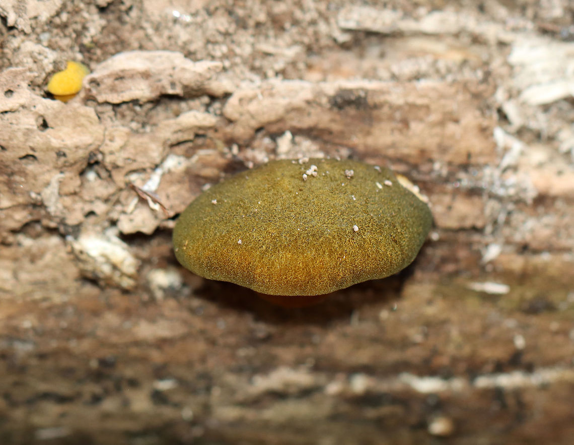 Late Oysters - Sarcomyxa serotina These mushrooms had brownish, snarky green caps with yellow gills. The caps were about 2 cm wide, and they were somewhat cupcake-shaped. The gills were attached.<br />
<br />
Habitat: I found a bunch of these little babies on yellow birch (Betula alleghaniensis) logs in a deciduous forest.<br />
<figure class="photo"><a href="https://www.jungledragon.com/image/103963/late_oysters_-_sarcomyxa_serotina.html" title="Late Oysters - Sarcomyxa serotina"><img src="https://s3.amazonaws.com/media.jungledragon.com/images/3232/103963_thumb.jpg?AWSAccessKeyId=05GMT0V3GWVNE7GGM1R2&Expires=1763596810&Signature=GQBxQQR880iwpTduydq5d%2BlpU0k%3D" width="200" height="136" alt="Late Oysters - Sarcomyxa serotina These mushrooms had brownish, snarky green caps with yellow gills. The caps were about 2 cm wide, and they were somewhat cupcake-shaped. The gills were attached.<br />
<br />
Habitat: I found a bunch of these little babies on yellow birch (Betula alleghaniensis) logs in a deciduous forest.<br />
https://www.jungledragon.com/image/103962/late_oysters_-_sarcomyxa_serotina.html<br />
https://www.jungledragon.com/image/103961/late_oysters_-_sarcomyxa_serotina.html Fall,Geotagged,Late oyster,Sarcomyxa serotina,United States" /></a></figure><br />
<figure class="photo"><a href="https://www.jungledragon.com/image/103961/late_oysters_-_sarcomyxa_serotina.html" title="Late Oysters - Sarcomyxa serotina"><img src="https://s3.amazonaws.com/media.jungledragon.com/images/3232/103961_thumb.jpg?AWSAccessKeyId=05GMT0V3GWVNE7GGM1R2&Expires=1763596810&Signature=Jvk8ddJD96qn6snSiDyF2PLMwIU%3D" width="200" height="148" alt="Late Oysters - Sarcomyxa serotina These mushrooms had brownish, snarky green caps with yellow gills. The caps were about 2 cm wide, and they were somewhat cupcake-shaped. The gills were attached.<br />
<br />
Habitat: I found a bunch of these little babies on yellow birch (Betula alleghaniensis) logs in a deciduous forest.<br />
https://www.jungledragon.com/image/103963/late_oysters_-_sarcomyxa_serotina.html<br />
https://www.jungledragon.com/image/103962/late_oysters_-_sarcomyxa_serotina.html Fall,Geotagged,Late oyster,Sarcomyxa serotina,United States" /></a></figure> Fall,Geotagged,Late oyster,Sarcomyxa serotina,United States
